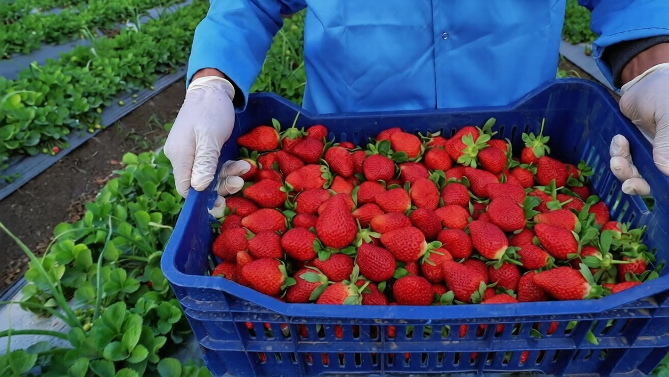Strawberry fields in Al Deir Egypt