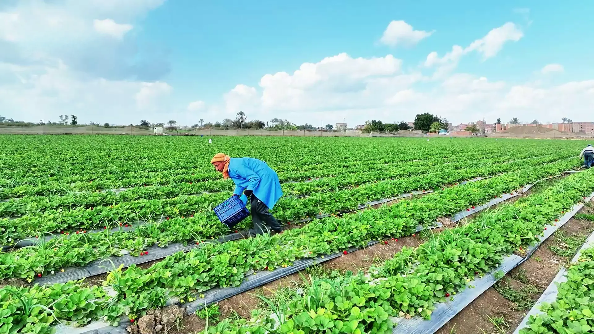 Al-Saad workers and community