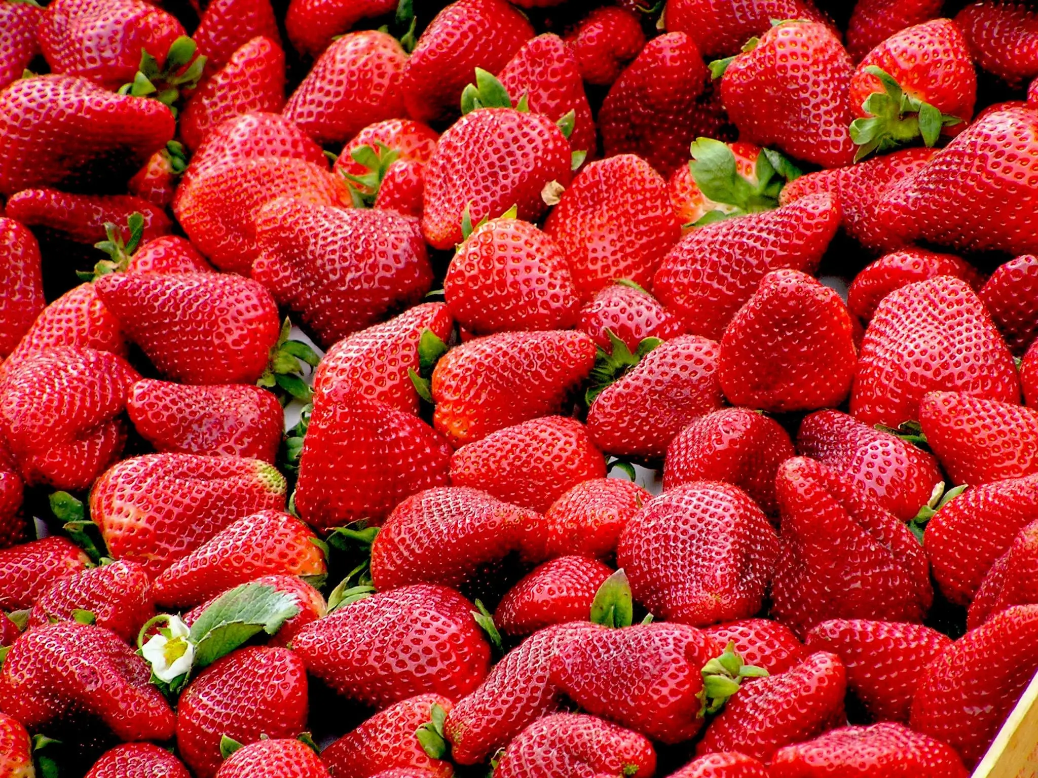 Fresh Egyptian strawberries for export, premium Nile Delta varieties