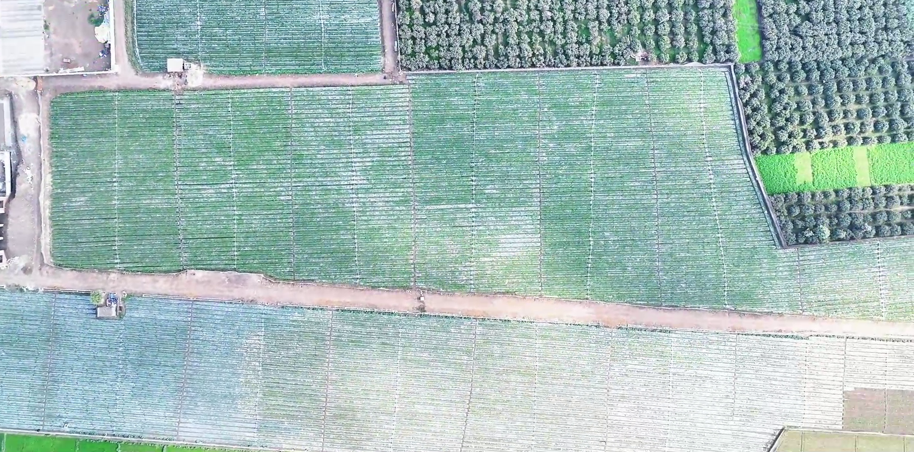 Strawberry sourcing and field selection at Al-Saad estate farms